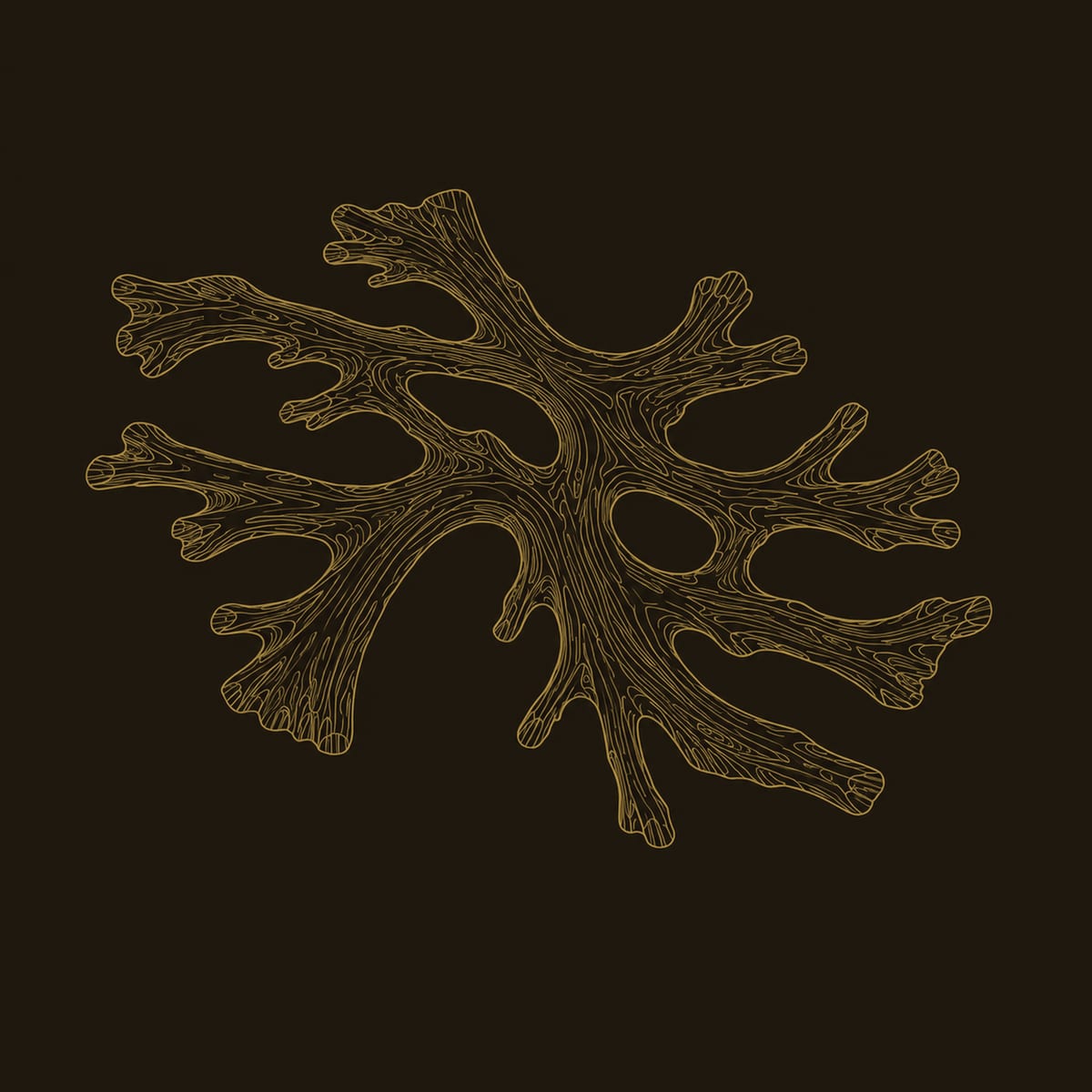 Coral Branch Wall Light With A Warm Halo Glow On The Wall dimension diagram